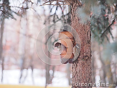 The tit feeds in the trough. Winter. The feeder is made of a plastic bottle. Stock Photo