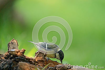 A tit is looking for food on a tree trunk. Great tit, Parus major, on tree trunk in search of food in autumn or winter Stock Photo