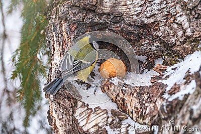 A tit sits on a tree trunk with big nut Stock Photo