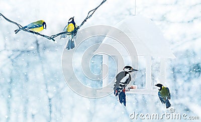 Tit and woodpecker birds in white wooden Stock Photo