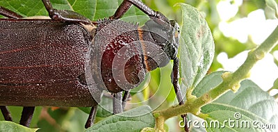 Titan beetle Titanus giganteus is a neotropical longhorn beetle Stock Photo