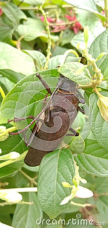 Titan beetle Titanus giganteus is a neotropical longhorn beetle Stock Photo