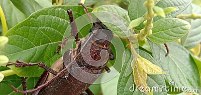 Titan beetle Titanus giganteus is a neotropical longhorn beetle Stock Photo