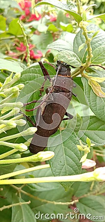 titan beetle Titanus giganteus is a neotropical longhorn beetle Stock Photo