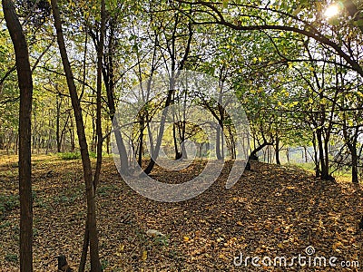 Titel hill Vojvodina Serbia acacia forest in the fall Stock Photo