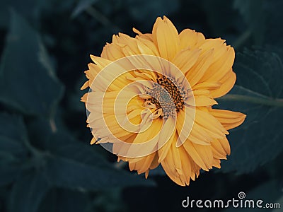 Tithonia diversifolia is a species of flowering plant that is commonly known as the tree marigold, Mexican tournesol, Mexican Stock Photo