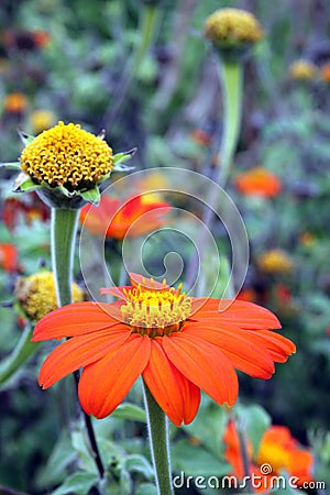 Tithonia flowering plants in orange color Stock Photo