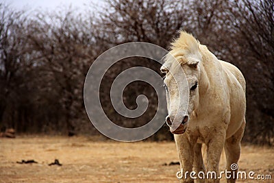 Title: A portret photo of a unusual, white, dirty demon faced mule. Stock Photo