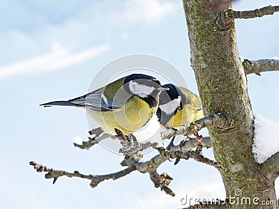 Titmice Stock Photo