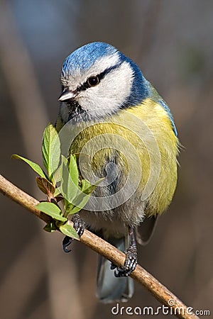 Titmouse Stock Photo