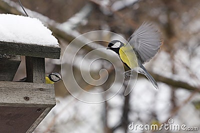 Titmouse Stock Photo