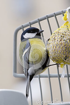 Titmouse Stock Photo