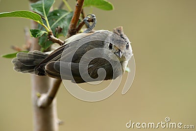 Titmouse Acrobat Stock Photo