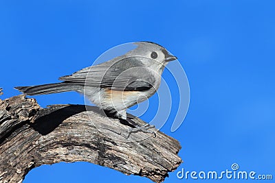 Titmouse (baeolophus bicolor) On A Stump Stock Photo