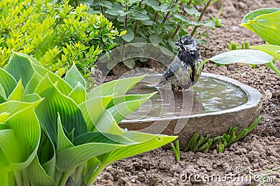 A titmouse bathing in a stony bird bath with haziness by motion Stock Photo