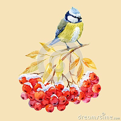 Titmouse bird and ashberry Vector Illustration