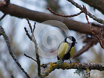 titmouse bird autumn outdoors in spain animal nature ornithology Stock Photo