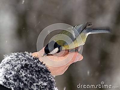 Titmouse bird in hand Stock Photo