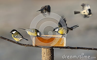 Titmouse birds Stock Photo