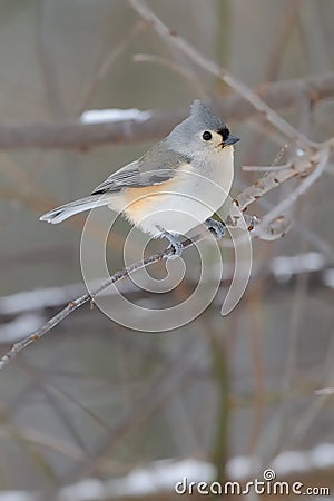 Titmouse on branch Stock Photo