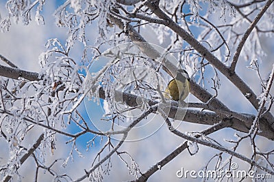 Titmouse branch hoarfrost tree winter Stock Photo