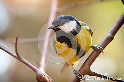 Titmouse on branch Stock Photo