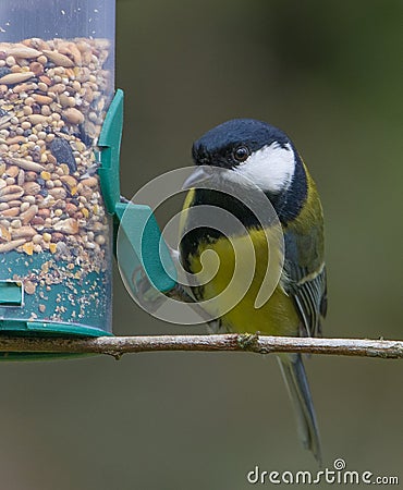 Titmouse eating from a feeding tube yellow bird Stock Photo