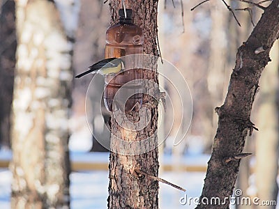 Titmouse eating seeds from the feeders. The feeder is made of a Stock Photo