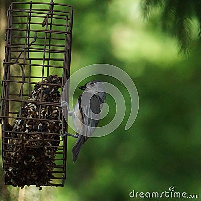 Titmouse eating from a suet feeder. Stock Photo