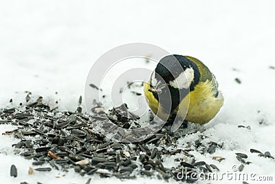 Titmouse eats sunflower seeds on the snow in the winter Stock Photo