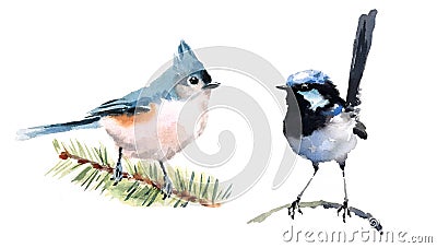 Titmouse and Fairy Wren Birds Watercolor Illustration Set Hand Drawn Cartoon Illustration