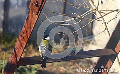 Titmouse, ladder rusty Stock Photo