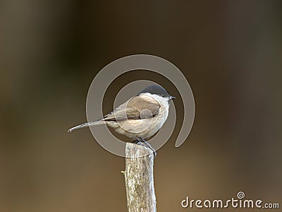 Titmouse (Parus palustris) Stock Photo