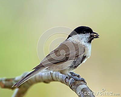 TitmouseÂ´s dubbel catch (Parus_palustris) Stock Photo