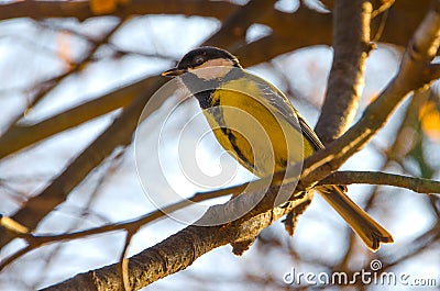 Titmouse is singing on a branch. Stock Photo