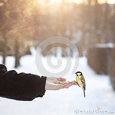 titmouse sits in the palm of your hand, the bird is not afraid to take seeds from human hands Stock Photo