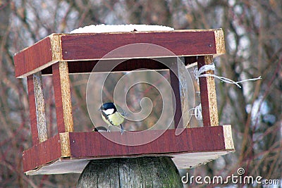 Titmouse sits in the trough in winter. Feeder for hungry birds. Tits in the trough covered with snow Stock Photo