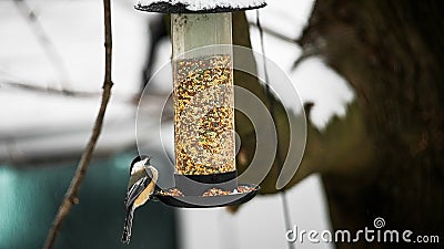 Titmouse sitting on bird feeder with seeds in winter time Stock Photo