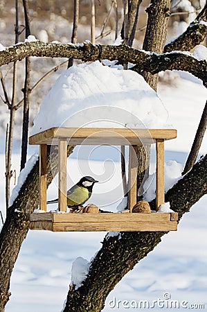 Titmouse is sitting on bird-feeder in winter Stock Photo