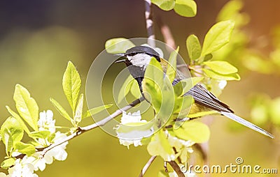 titmouse sitting on a blooming branch of Apple tree in spring on a Sunny day Stock Photo