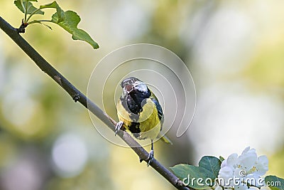 Titmouse sitting on a blooming branch of Apple tree in spring on a Sunny day Stock Photo