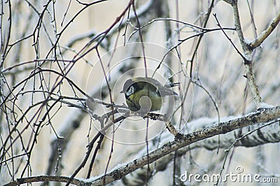 Titmouse sitting on a branch of birch in the winter cold Stock Photo