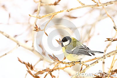 Titmouse sitting on a branch of a poplar Stock Photo