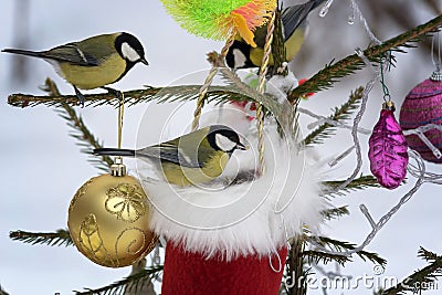 Titmouse sitting on the branches of spruce decorated for Christmas. Stock Photo