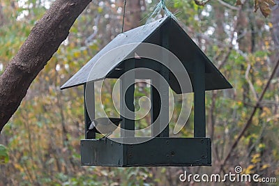 Titmouse sitting on a feeding trough hanging in the park Stock Photo