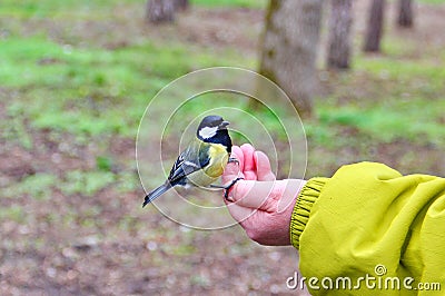 Titmouse sitting on a hand Stock Photo