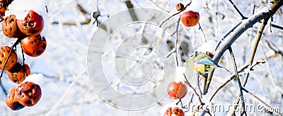 Titmouse sitting on a snowy apple tree Stock Photo