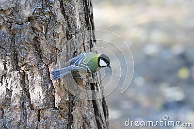 Titmouse sitting on the tree in the forest Stock Photo