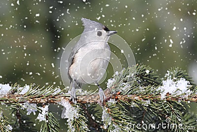 Titmouse in Snow Stock Photo