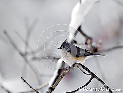 Titmouse With Snow Stock Photo